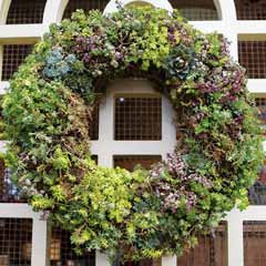 Product Image of Lush Succulent Wreath