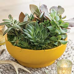 Goldenrod Pedestal Succulent